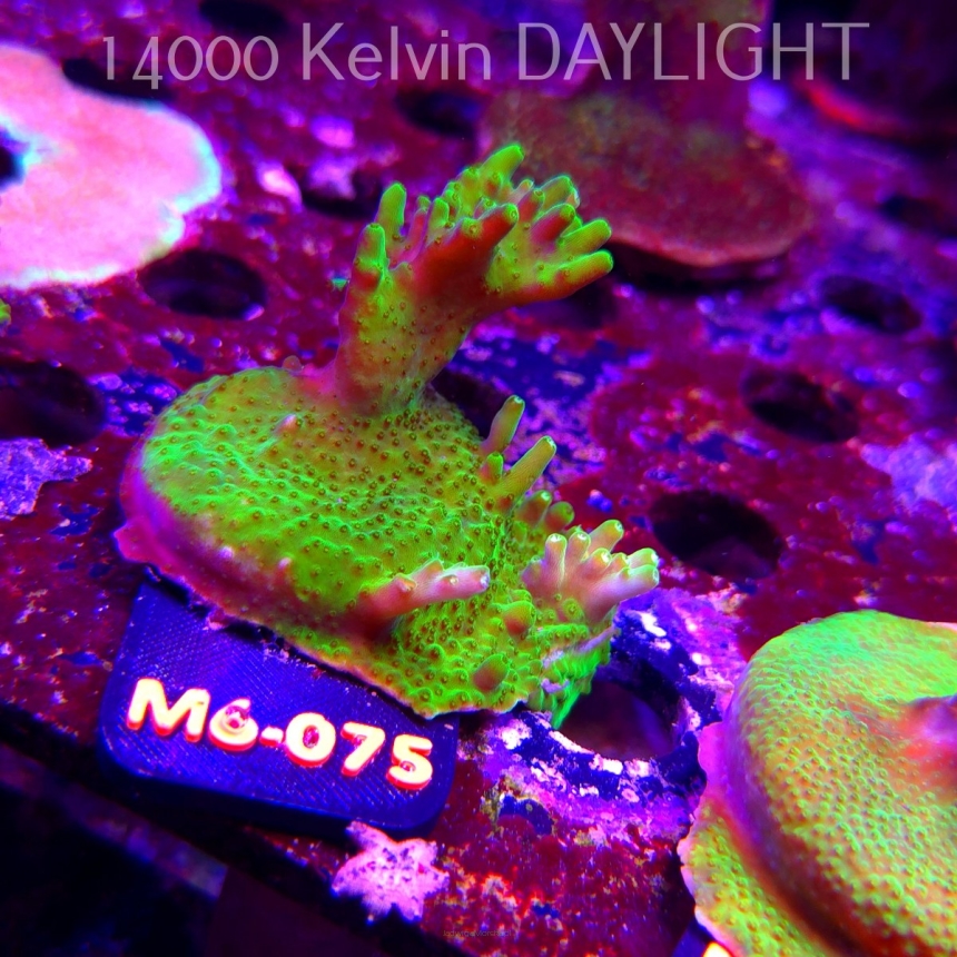 Acropora WWC Castells Banana (12.06.2026) M6-075  6cm