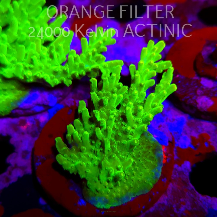 Acropora WWC Castells Banana (11.08.2025) MM6-III-3  6cm