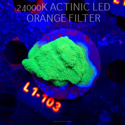 MONTIPORA GREEN-GOLD (16.03.2026) L1-103  5cm