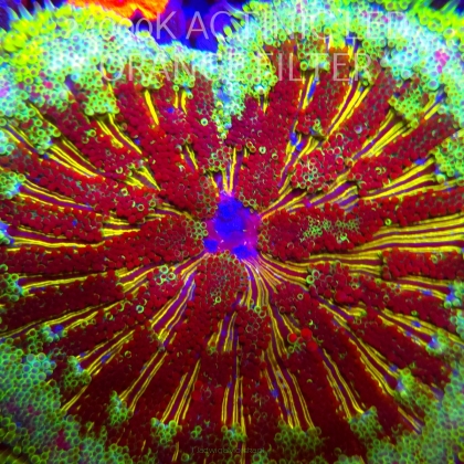 Stichodactyla TAPETUM Mini-Maxi Carpet Anemone RAINBOW (23.11.2025)  10cm