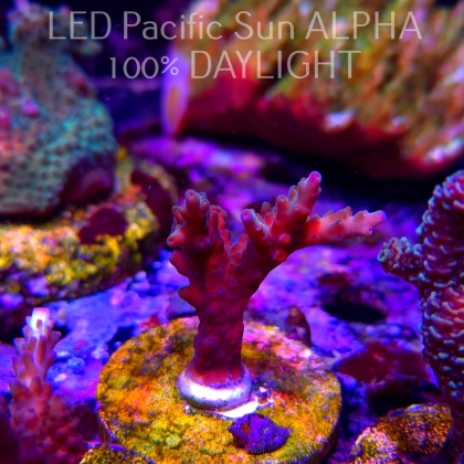Acropora sp. AUSTRALIA (02.02.2025) L3-III-26  5cm