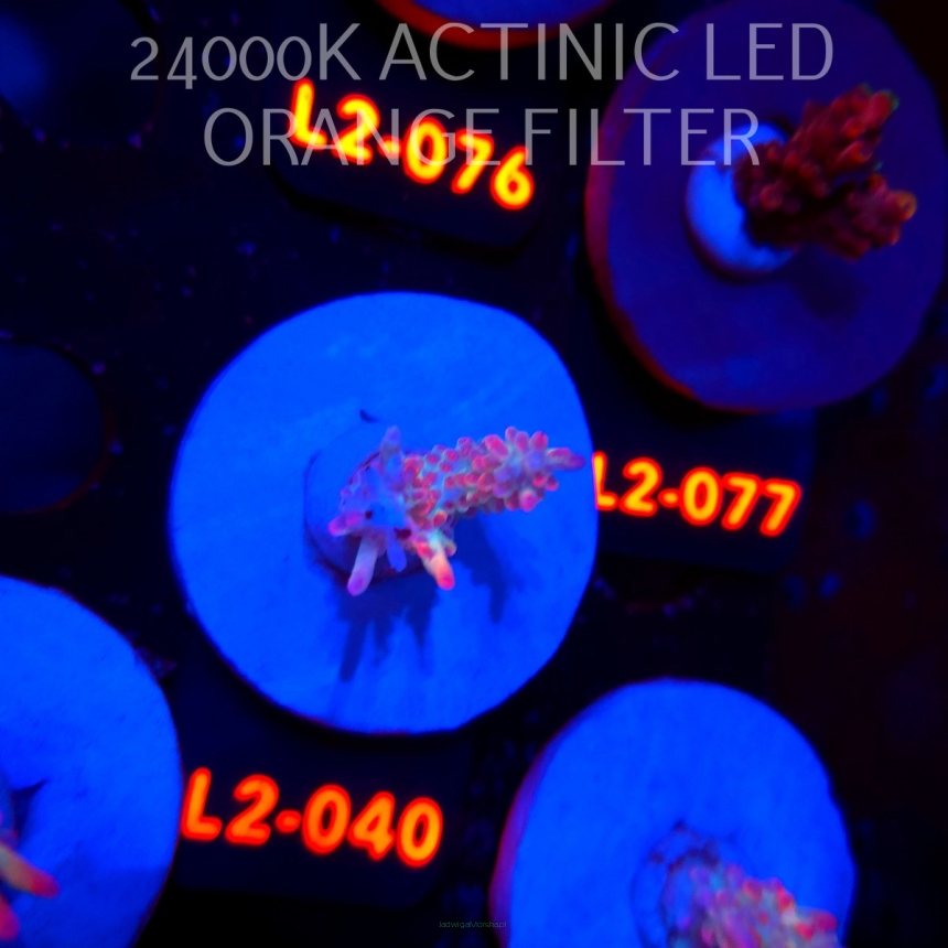 Acropora microclados STRAWBERRY SHORTCAKE CORAL SEA (14.08.2026) L2-040  3cm