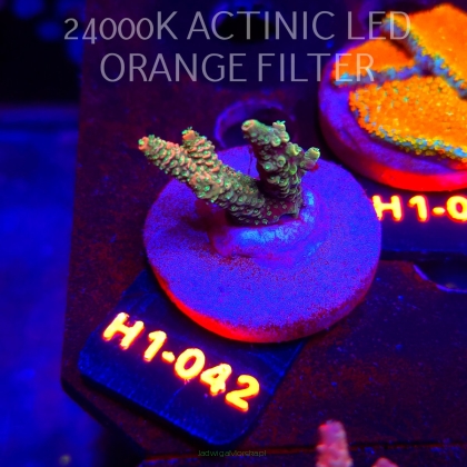 Acropora MILLEPORA JF SOLAR FLAME (23.05.2026) H1-042  4cm