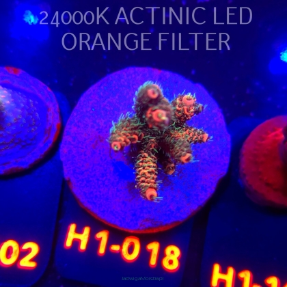 Acropora MILLEPORA JF SOLAR FLAME (04.02.2026) H1-018  5cm