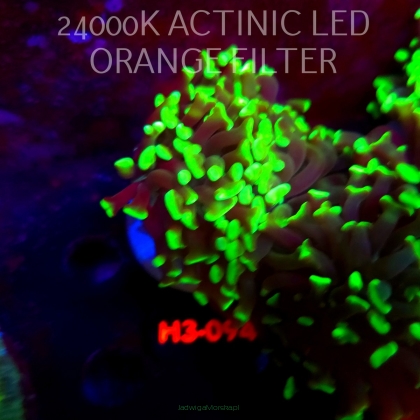 Euphyllia paraancora GREEN (20.06.2026) H3-094