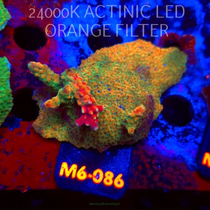 Acropora JMC RAINBOW PRINCESS Signature Frag (12.06.2026) M6-086  8cm