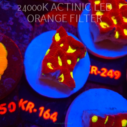 Favia CORAL SEA (17.09.2026) KR-164  4cm