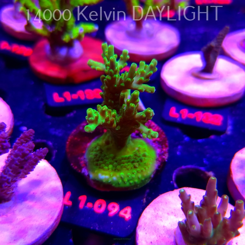 Acropora YELLOW PRINCESS (02.08.2026) L1-094  7cm