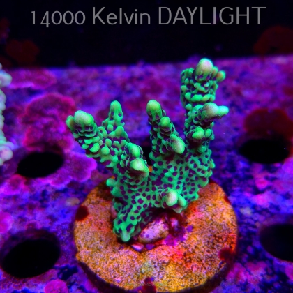 Montipora peltiformis (18.05.2025)  6cm