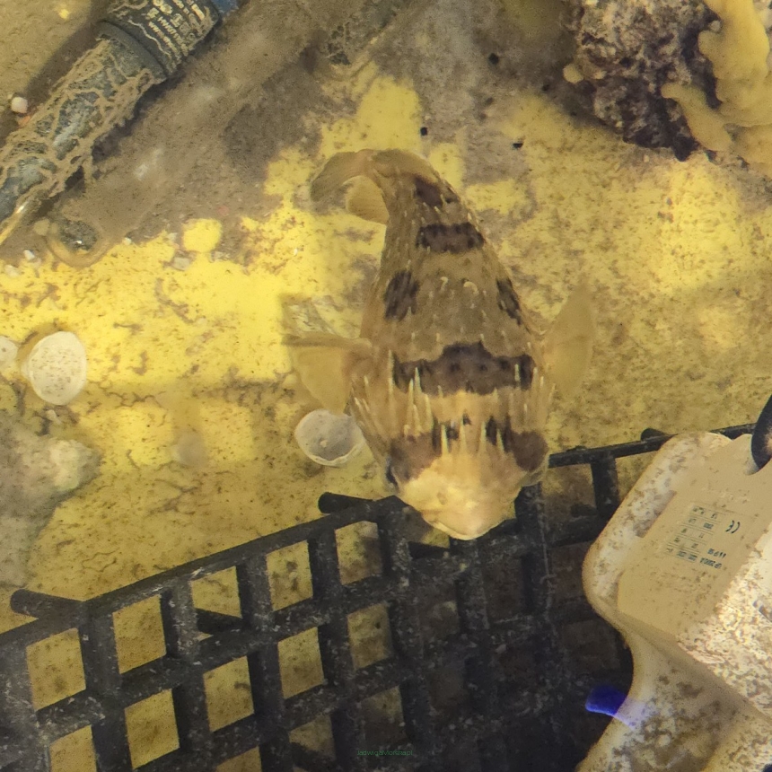 Diodon liturosus 15 cm