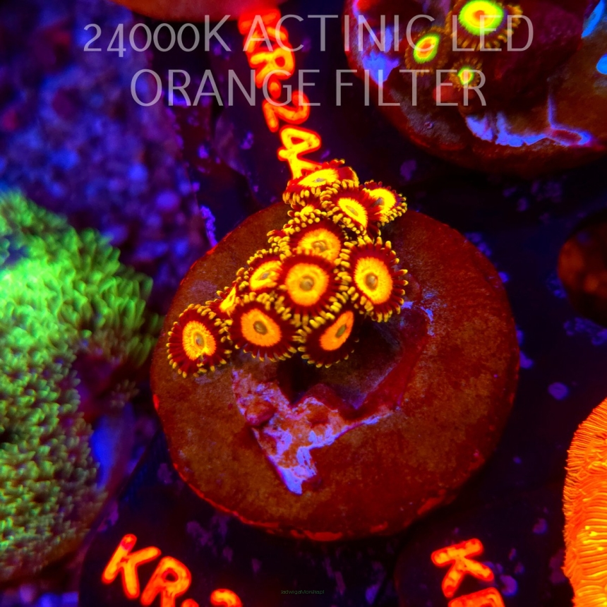 Zoanthus UTTER CHAOS (21.06.2026) KR-213  6P