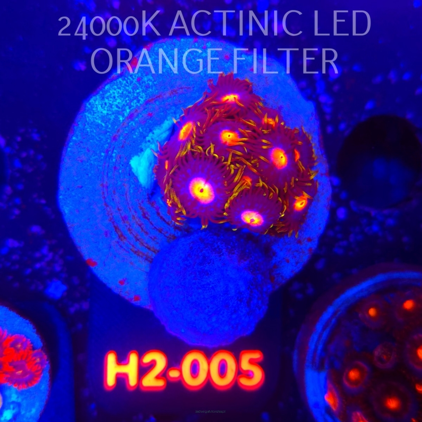 Zoanthus MIAMI BLOW POP (01.12.2025) 10P  H2-005