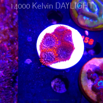 Zoanthus UTTER CHAOS (03.03.2026)  6P