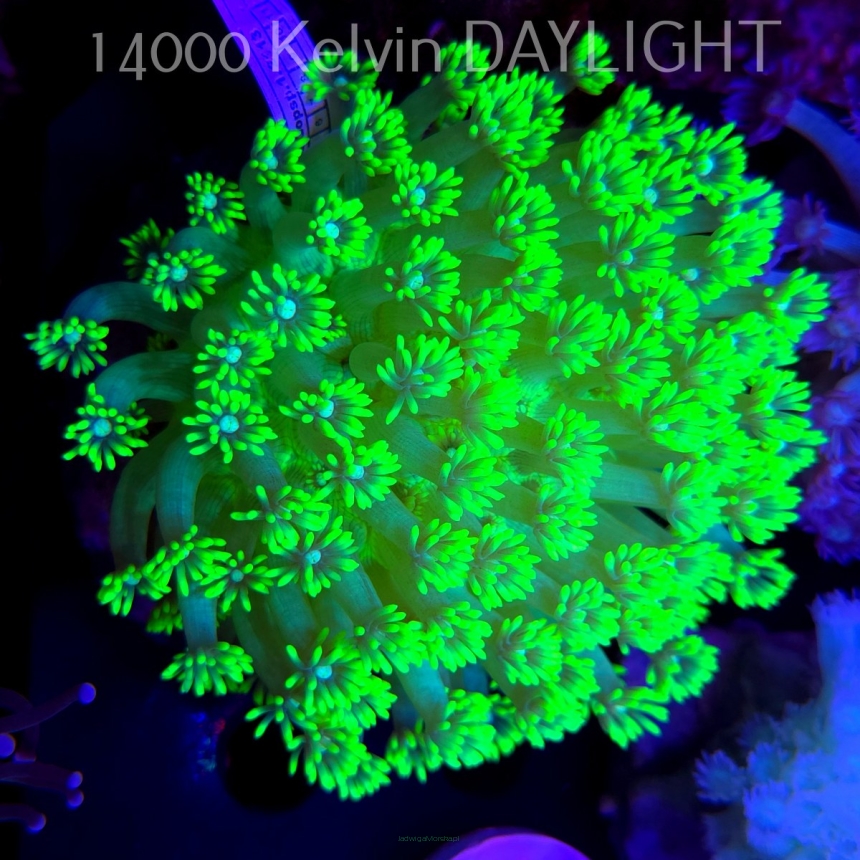 Goniopora NUCLEAR GREEN HIGHLIGHTER (03.04.2026)  8cm