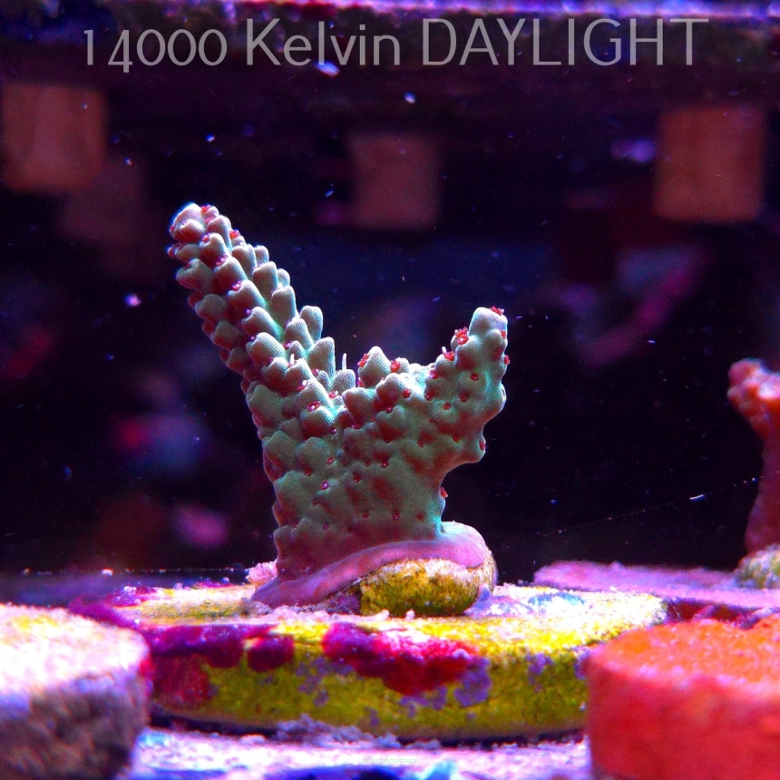 Acropora RED POLYP MEGAMAN (24.05.2025) L2-I-6  3cm