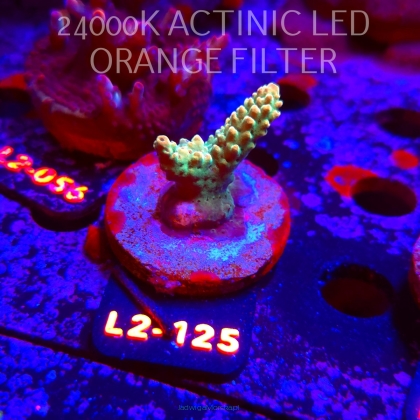 Acropora TG PINK FLOYD ACRO (17.03.2026) L2-125  3cm