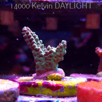 Acropora RED POLYP MEGAMAN (24.05.2025) L2-I-6  3cm