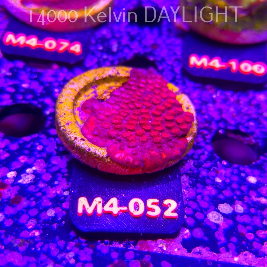 Cyphastrea JF BLOOD RED (12.04.2026) M4-052  5cm