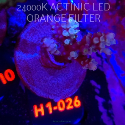 Acropora BIFARIA WD (04.02.2026) H1-026  5cm