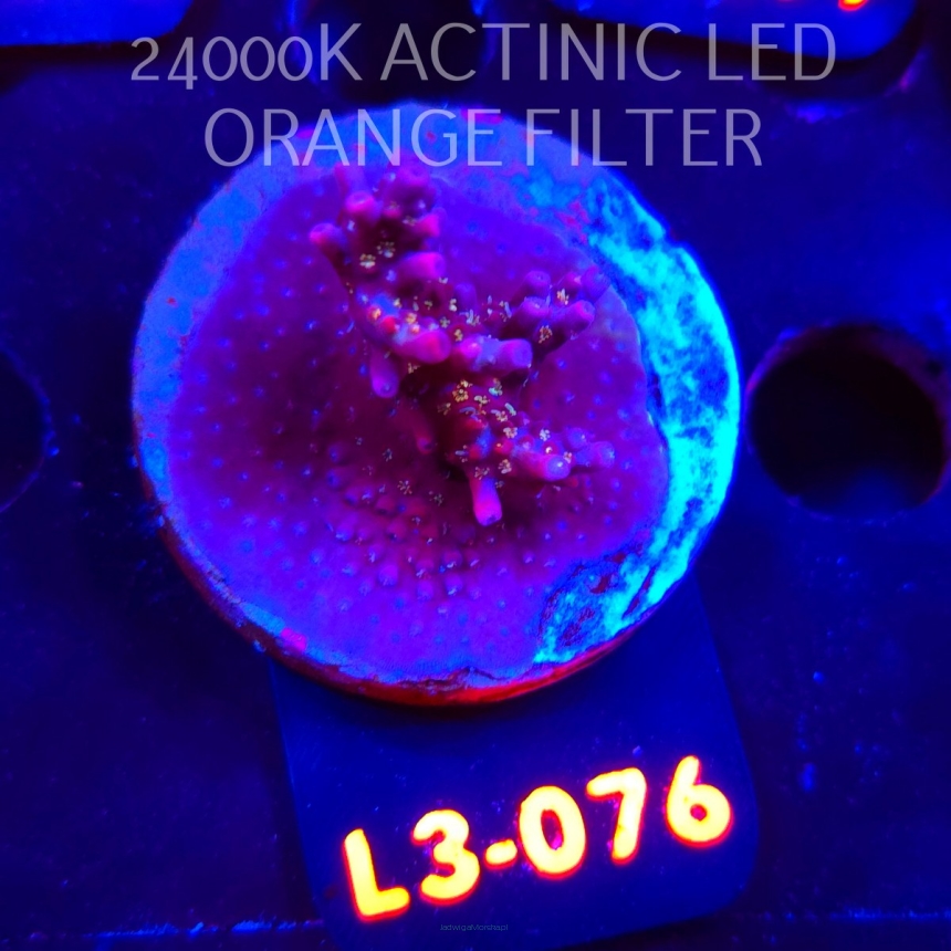 Acropora sp. PREMIUM AUSTRALIA (09.05.2026) L3-076  4cm
