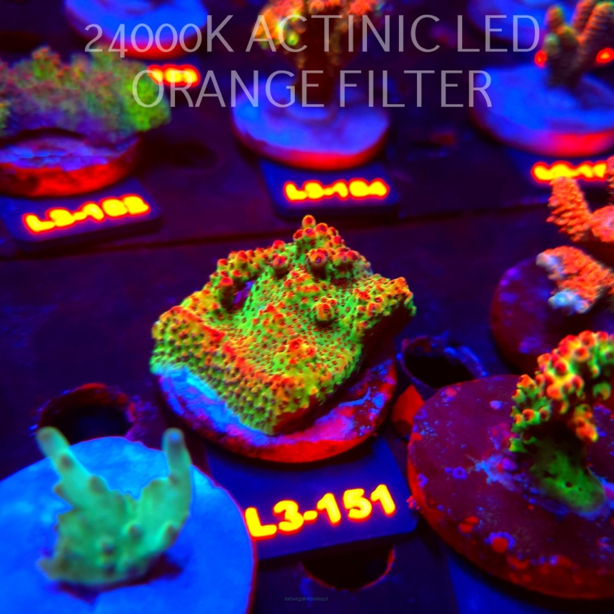 Acropora HYACINTHUS RED PLANET (11.09.2026) L3-151  5cm