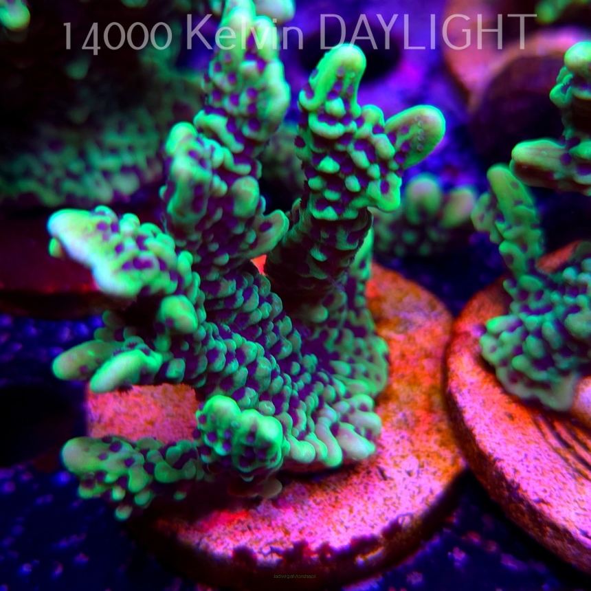 Montipora peltiformis (18.05.2025)  7cm