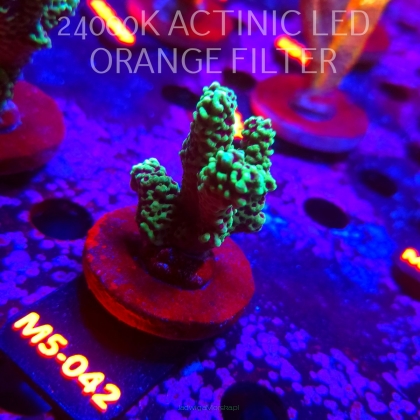 Montipora peltiformis (13.04.2026) M5-042  5cm