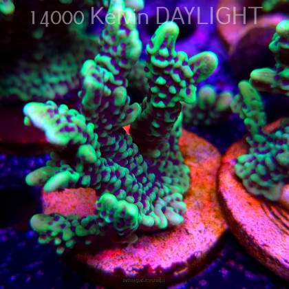 Montipora peltiformis (18.05.2025)  7cm