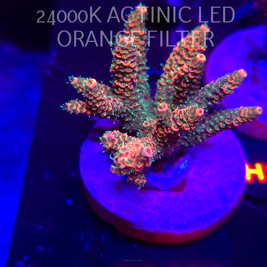 Acropora MILLEPORA RAINBOW (01.02.2026) H1-134  6cm