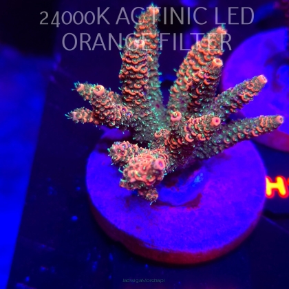 Acropora MILLEPORA RAINBOW (01.02.2026) H1-134  6cm