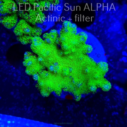 Pocillopora verrucosa YELLOW FLUO (22.01.2025)  7cm