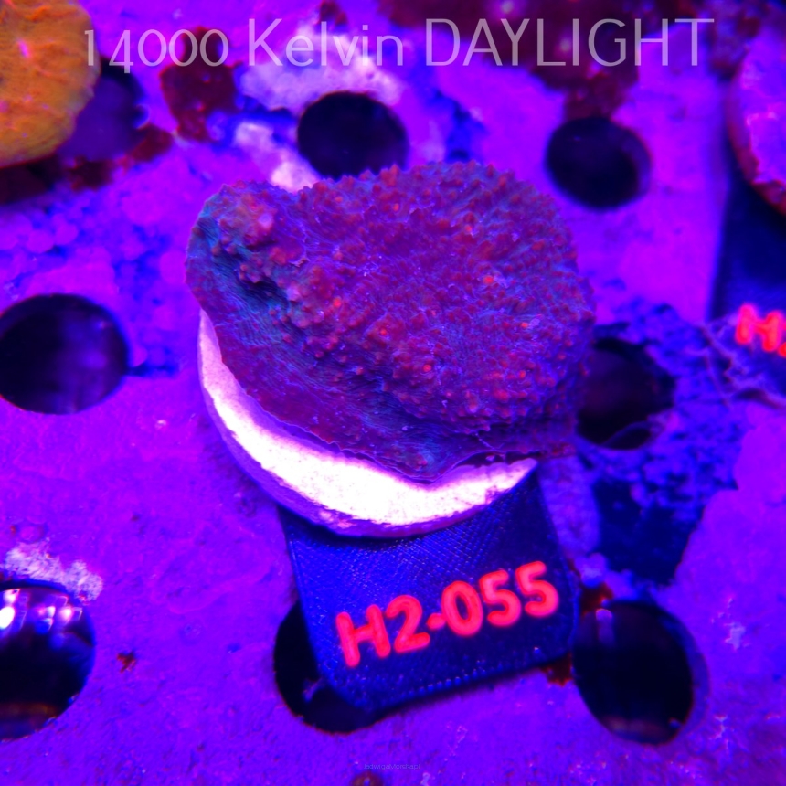Echinophyllia Lava Rush Chalice (07.08.2026) H2-055  5cm