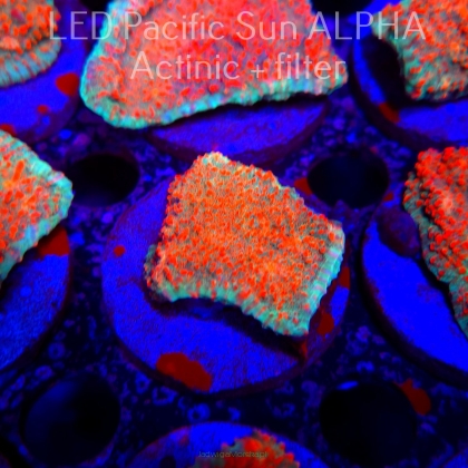 Echinophyllia Lava Rush Chalice (22.01.2025)  4cm