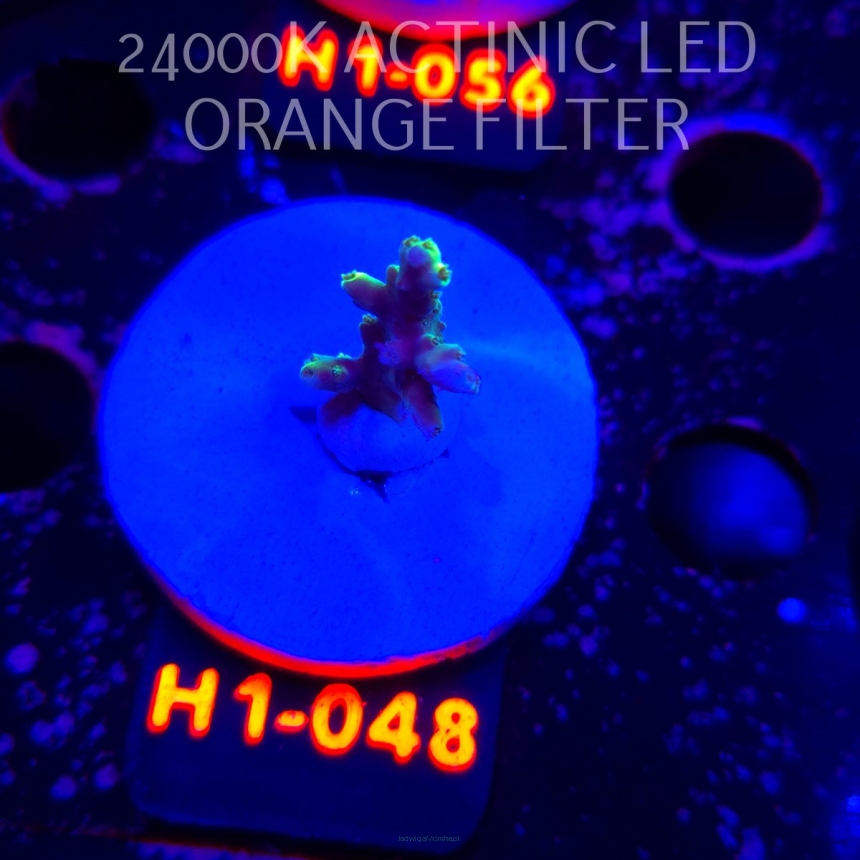 Acropora ACULEUS HIGHLIGHTER SSA (20.06.2026) H1-048  2cm