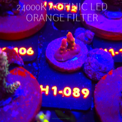 Acropora sp. JMC SPECIAL (01.02.2026) H1-089  2cm