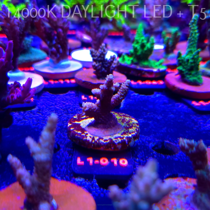 Acropora sp. AUSTRALIA  (09.10.2025) L1-010  4cm