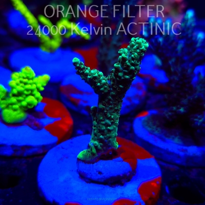 Acropora sp. AUSTRALIA  (20.03.2025) L1-III-9  7cm