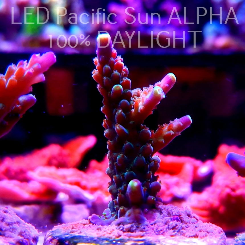 Acropora sp. PRINCESS (14.06.2023) MM2-I-31  4cm