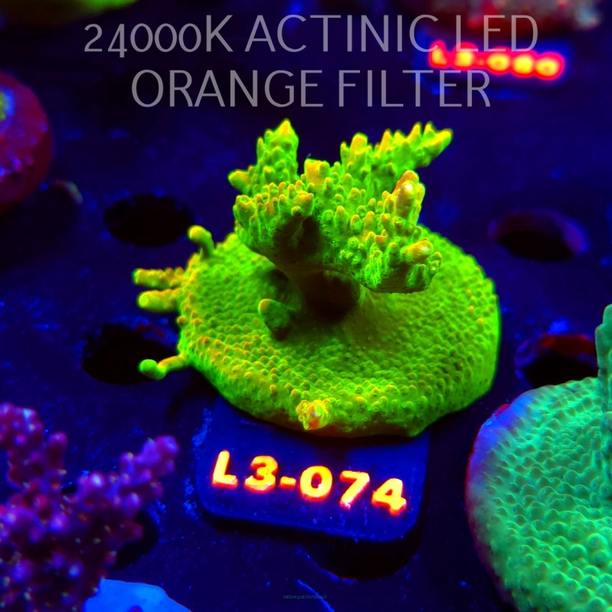 Acropora RR RAINBOW LOOM (09.05.2026) L3-074  5cm