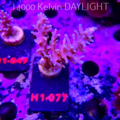 Acropora CARDUUS PACMAN (11.10.2026)  H1-077  6cm