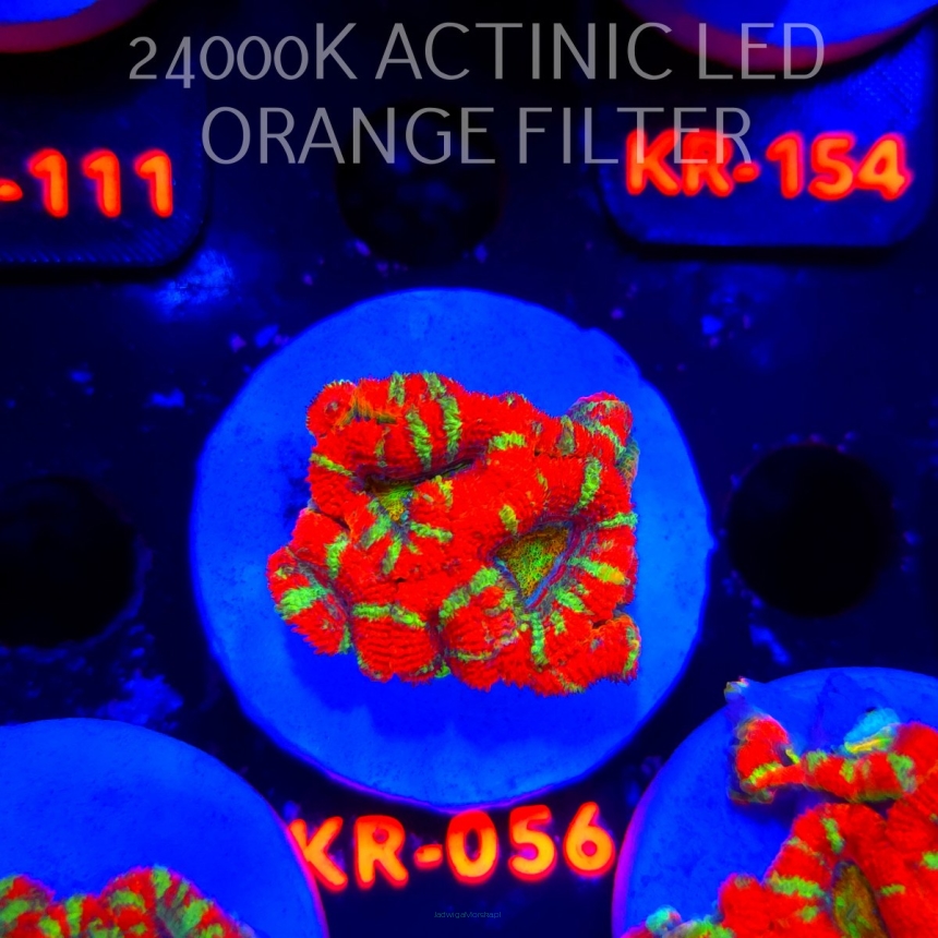 Acanthastrea lordhowensis CHRISTMAS ACAN (03.01.2026) KR-056  4cm