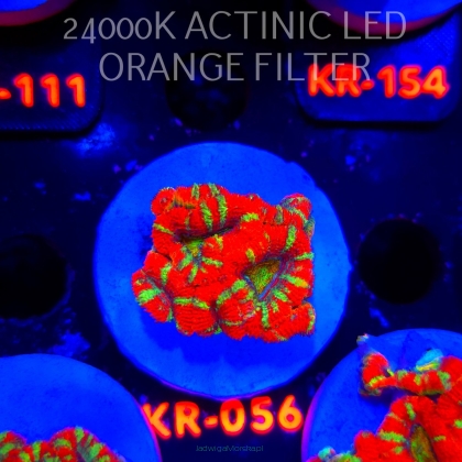 Acanthastrea lordhowensis CHRISTMAS ACAN (03.01.2026) KR-056  4cm
