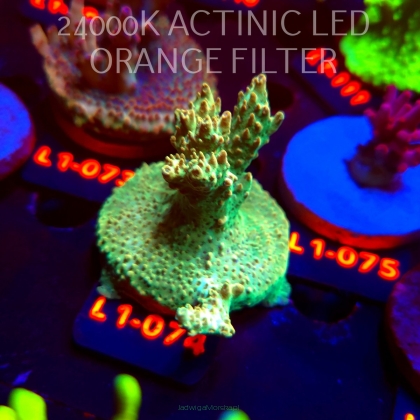 Acropora TG PINK FLOYD ACRO (02.08.2026) L1-074  6cm