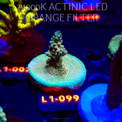 Acropora TG PINK FLOYD ACRO (14.03.2026) L1-099  5cm