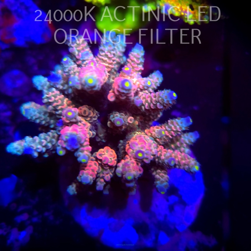 Acropora BIFARIA WD (13.02.2026) H1  9cm