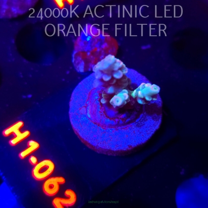 Acropora BIFARIA WD (02.02.2026) H1-062  2cm