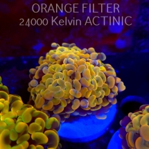Euphyllia paraancora GOLD HOLOGRAM HAMMER (02.04.2025)