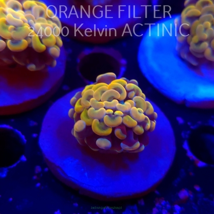  C.D. Euphyllia paraancora GOLDENROD HAMMER (12.12.2025)  1 HEAD