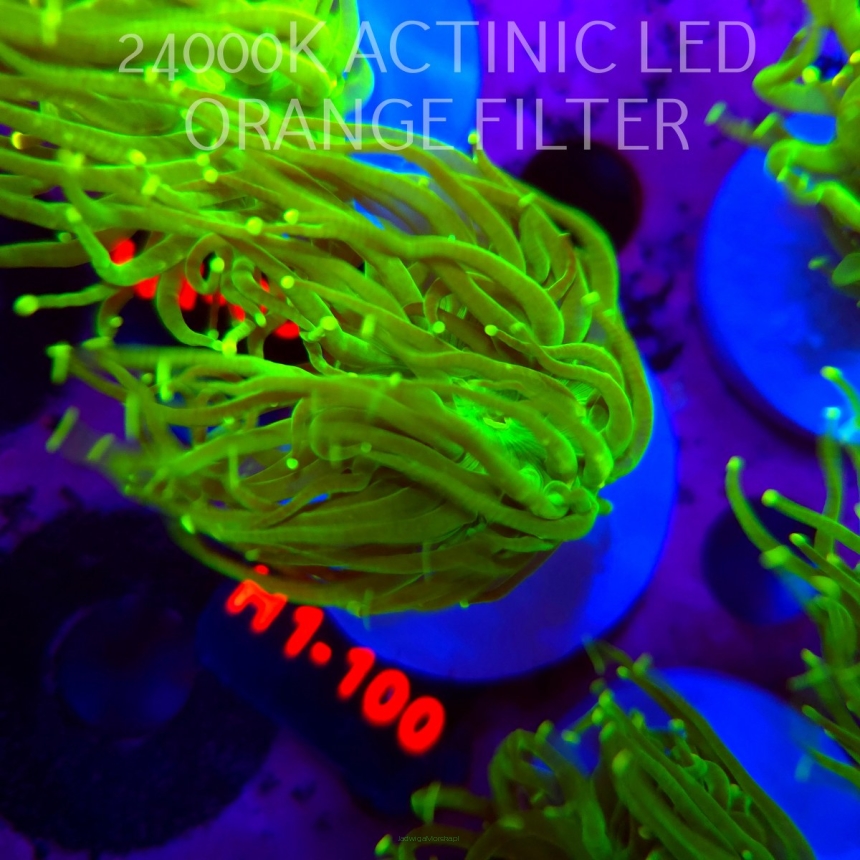 Euphyllia glabrescens AUSSIE TOXIC TORCH (01.09.2026) H1-100