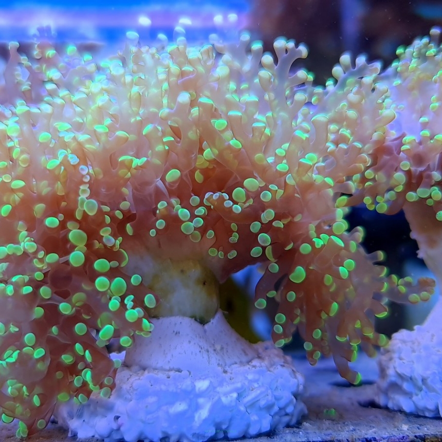 Euphyllia paradivisa BICOLOR